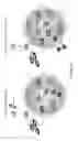 Fig. 41 - Pathogenic control of apoptosis