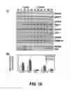 Fig. 11 - Methods of Use of Inhibitors of Phosphodiesterases and Modulators of Nitric Oxide, Reactive Oxygen Species, and Metalloproteinases in the Treatment of Peyronie's Disease, Arteriosclerosis and Other Fibrotic Diseases