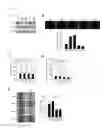 Fig. 48 - Epidithiodioxopiperazine compound or its derivatives, and the use thereof