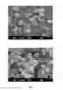 Fig. 02 - Inhalable formulation