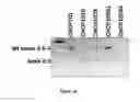 Fig. 10 - COMPOSITIONS AND METHODS FOR TREATING B-LYMPHOID MALIGNANCIES