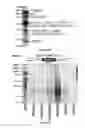 Fig. 27 - COMPOSITIONS AND METHODS FOR TREATING B-LYMPHOID MALIGNANCIES