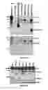 Fig. 33 - COMPOSITIONS AND METHODS FOR TREATING B-LYMPHOID MALIGNANCIES