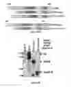 Fig. 34 - COMPOSITIONS AND METHODS FOR TREATING B-LYMPHOID MALIGNANCIES