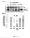 Fig. 02 - Method Of Reducing Injury To Mammalian Cells