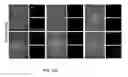 Fig. 35 - Method Of Reducing Injury To Mammalian Cells