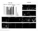Fig. 43 - Method Of Reducing Injury To Mammalian Cells