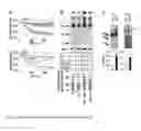 Fig. 02 - Compositions and methods for enhancing cardiac function in the neonate