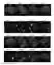 Fig. 04 - Regeneration of Inner Ear Cells