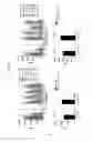 Fig. 16 - Vaccines against serotype 8