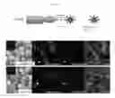 Fig. 22 - ANTI-B7-H4 ANTIBODIES AND IMMUNOCONJUGATES