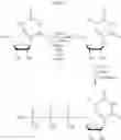 Fig. 30 - Modified nucleosides, nucleotides, and nucleic acids, and uses thereof