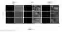 Fig. 03 - Molecular probes for multimodality imaging and tracking of stem cells