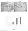 Fig. 07 - Molecular probes for multimodality imaging and tracking of stem cells