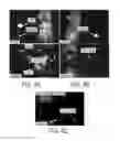 Fig. 06 - Fluorescent silica-based nanoparticles