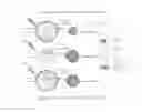 Fig. 31 - Non-invasive systems and methods for selective activation of photoreactive responses