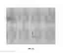 Fig. 17 - SINGLE CELL PATTERNING AND COORDINATED TRANSFER OF PATTERNED CELLS