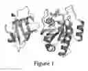 Fig. 02 - Ras inhibitory peptides and uses thereof