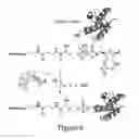 Fig. 08 - Ras inhibitory peptides and uses thereof