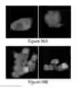 Fig. 45 - Ras inhibitory peptides and uses thereof