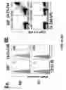Fig. 07 - Human alpha-folate receptor chimeric antigen receptor