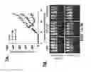 Fig. 08 - Human alpha-folate receptor chimeric antigen receptor