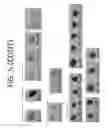 Fig. 07 - Carbonate pigments, and methods for making and using the same