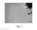 Fig. 02 - Placenta-derived potential cells and preparing method thereof