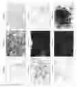 Fig. 07 - Derivation of embryonic stem cells and embryo-derived cells