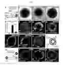 Fig. 02 - Methods for generating the inner ear and other cranial placode-derived tissues using pluripotent stem cells