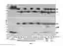Fig. 07 - PROCESS FOR MAKING RECOMBINANT ANTIDOTE TO FACTOR XA INHIBITOR