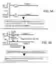 Fig. 06 - Microarray synthesis and assembly of gene-length polynucleotides