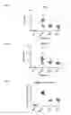 Fig. 05 - MicroRNA compounds and methods for modulating miR-21 activity