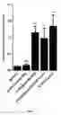 Fig. 06 - Antiviral agent comprising RNA oligonucleotide