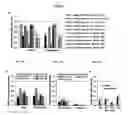Fig. 03 - SCN8A splice modulating oligonucleotides and methods of use thereof