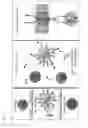 Fig. 02 - Production of recombinant expression vectors