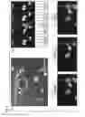 Fig. 05 - Production of recombinant expression vectors