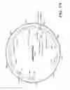Fig. 22 - Modified Cyanobacteria for Producing Carotenoids