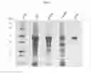 Fig. 09 - DNA-linked enzyme-coupled assays