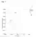 Fig. 02 - Piston for a reciprocating-piston internal combustion engine