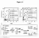 Fig. 13 - Phosphorothioate DNAzyme complexes and use thereof