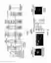 Fig. 02 - Subcellular western blotting of single cells