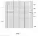 Fig. 05 - Solar cell with specific front surface electrode design