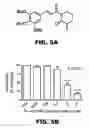 Fig. 09 - Compositions and methods for selectively depleting senescent cells