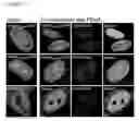 Fig. 02 - Oligopeptidic compounds and uses thereof
