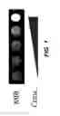 Fig. 02 - Eukaryotic cells with artificial endosymbionts for multimodal detection