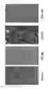 Fig. 07 - Eukaryotic cells with artificial endosymbionts for multimodal detection