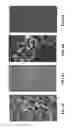 Fig. 09 - Eukaryotic cells with artificial endosymbionts for multimodal detection
