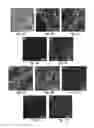 Fig. 07 - Bioengineered human corneal stromal tissue