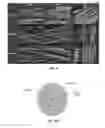 Fig. 09 - Bioengineered human corneal stromal tissue